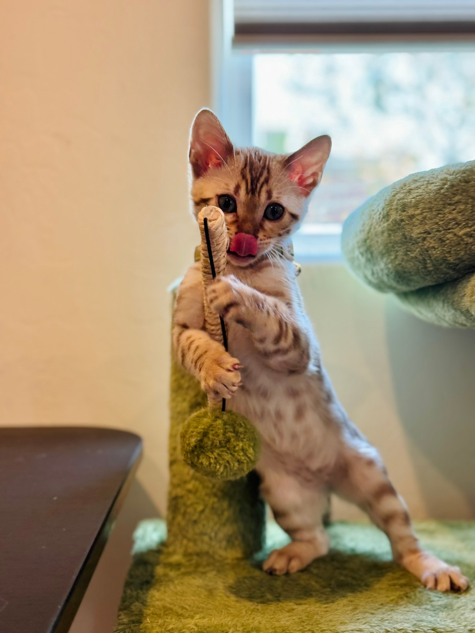 Bengal kittens in an enriched home environment