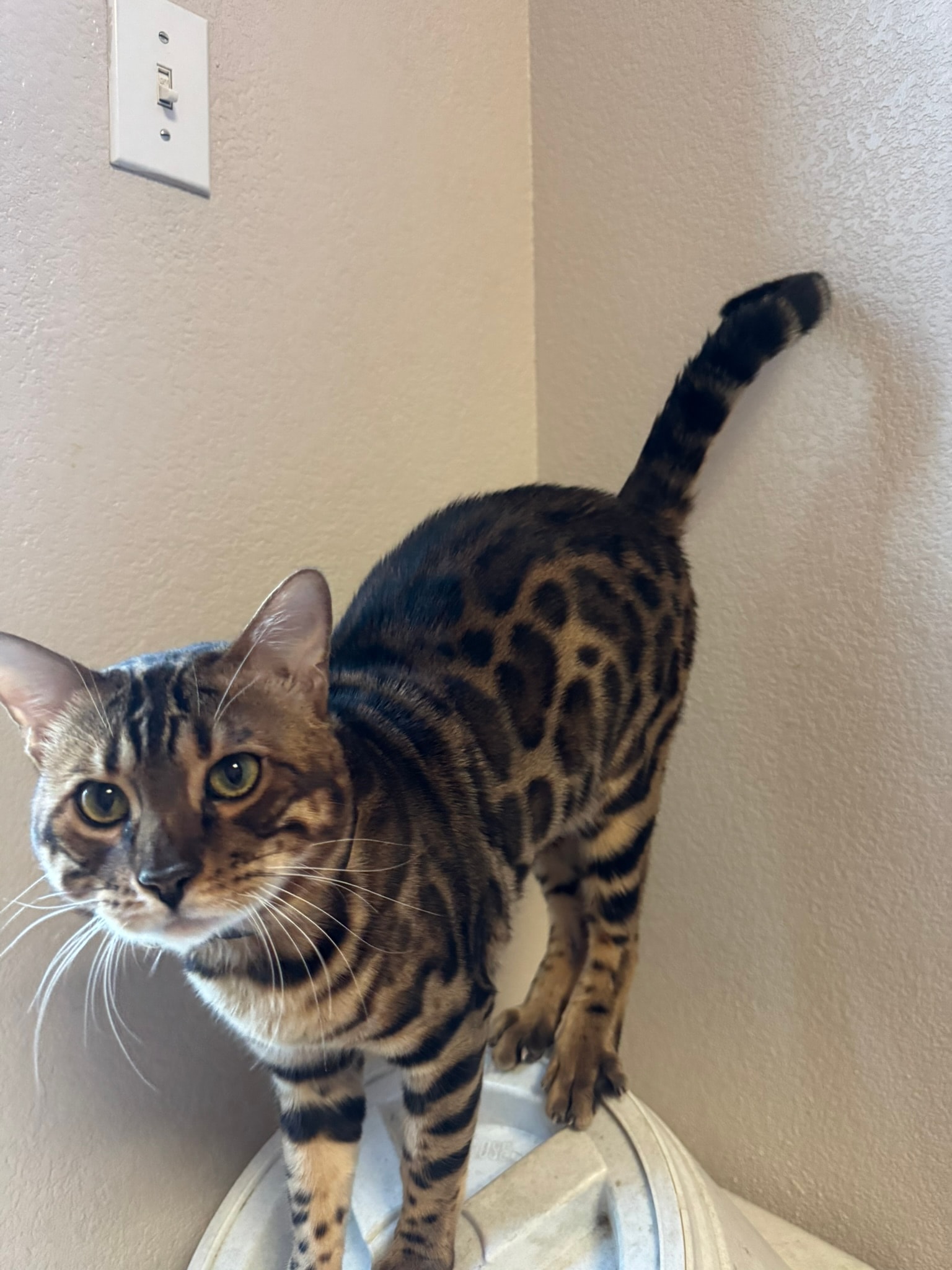 Bengal kitten being gently handled and socialized