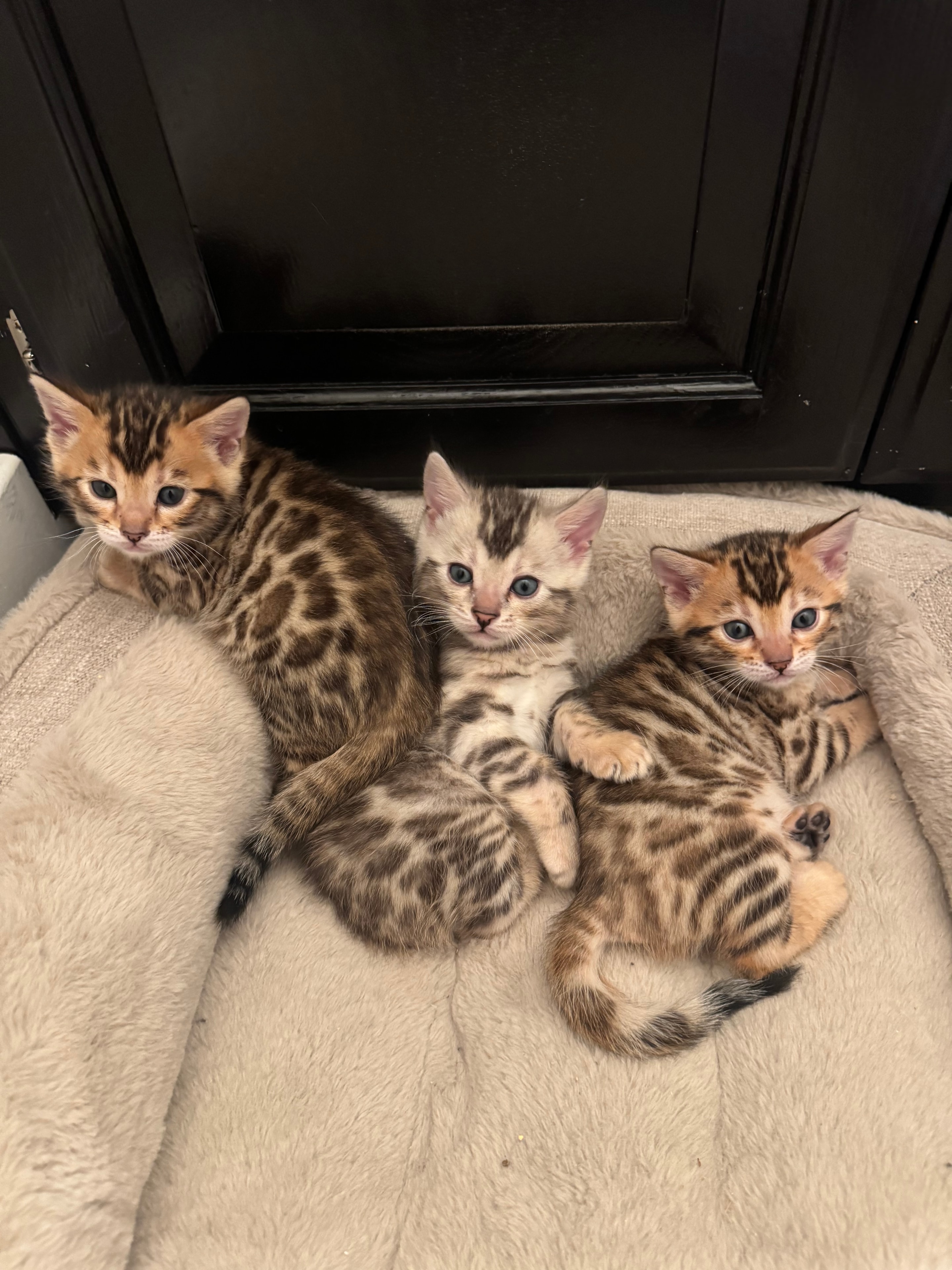Bengal cat with beautiful rosette coat markings