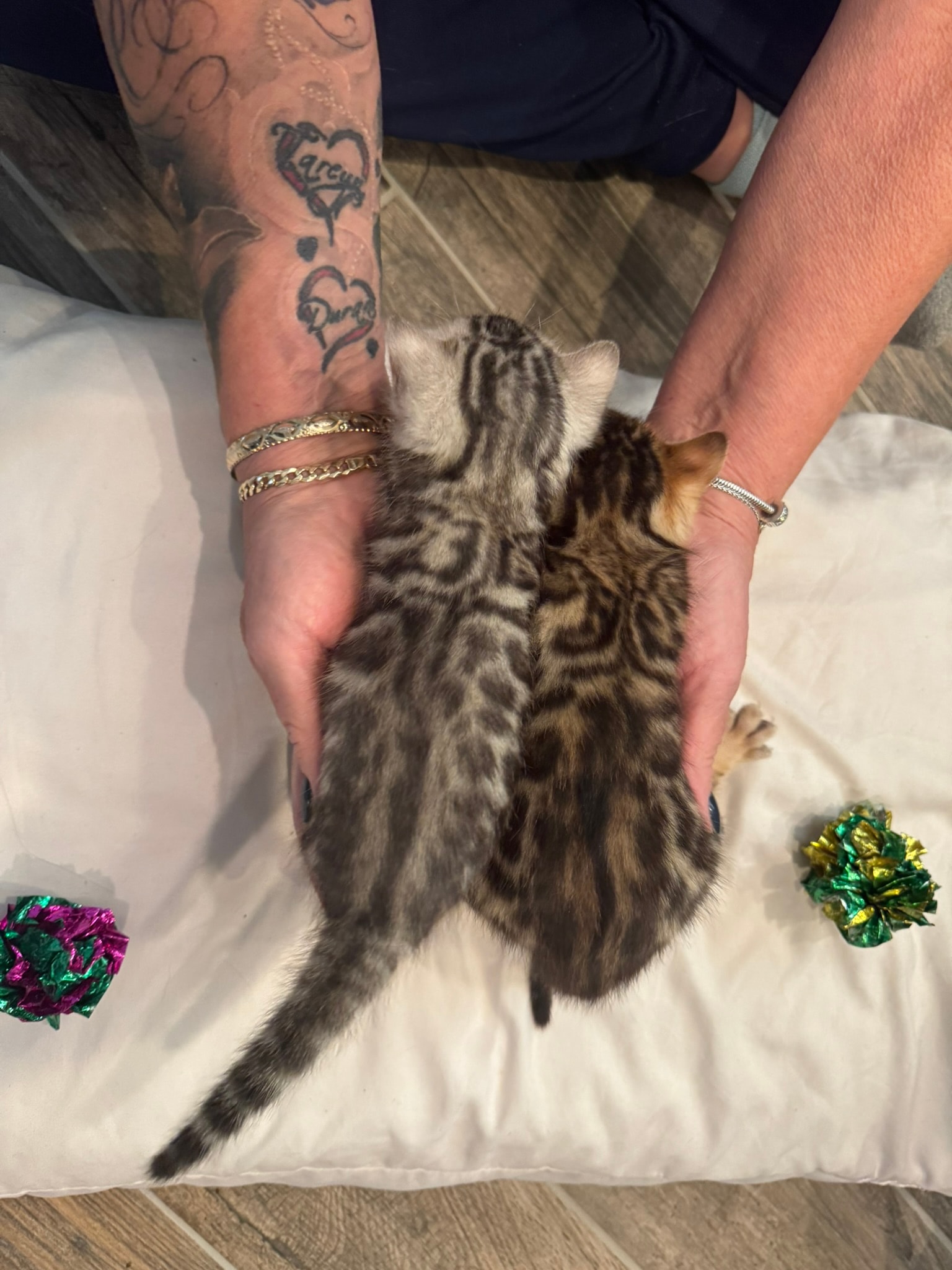 Bengal kitten going to a new home