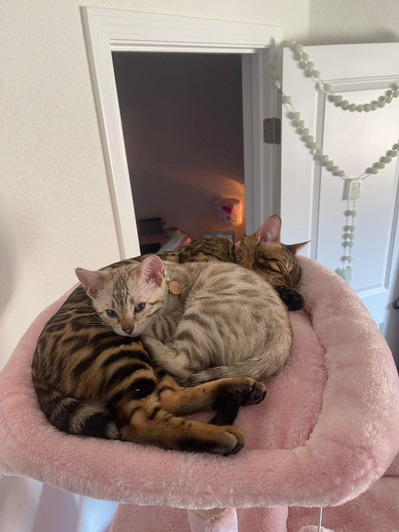 Bengal cat — upcoming litter preview